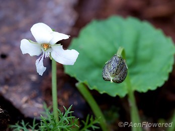 Flower and seedpod